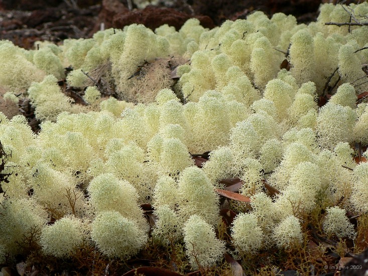 69- Lichen blanc.JPG